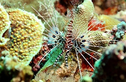 Sipadan_2015_Poisson diable_Pterois antennata_IMG_2780_rc